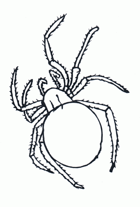 Colorear Una Tarántula O Araña Pollito Grande Con Patas Pictures Colorear Una Tarántula O Araña Pollito Grande Con Patas Pictures