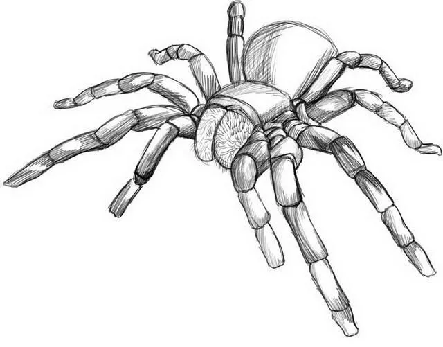 Araña pollito para colorear - Imagui