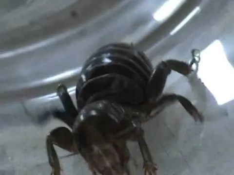 Las arañas más peligrosas: CARA DE NIÑO. (ver video antes de ...