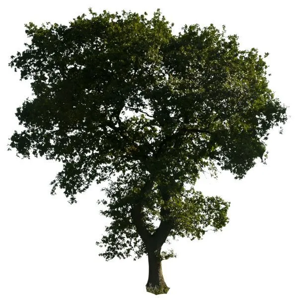 Árbol 52 png porción gd08 | Photoshop | Pinterest | Deviantart ... Árbol 52 png porción gd08 | Photoshop | Pinterest | Deviantart ...