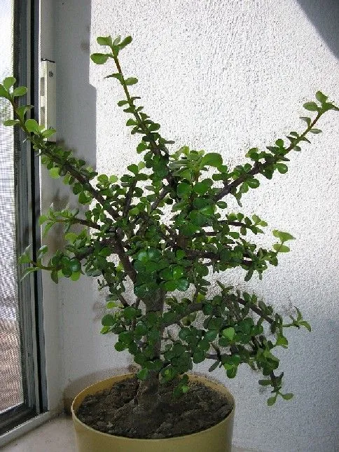 arbol de la abundancia - Mis fotos en InfoJardin arbol de la abundancia - Mis fotos en InfoJardin