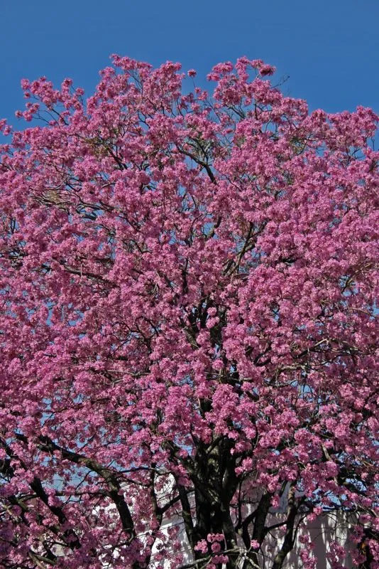 Cuando la naturaleza colorea a Asunción - Page 3 - SkyscraperCity