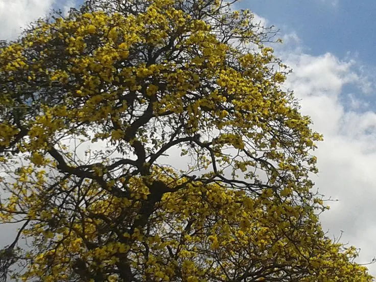 Arbol Araguaney | Mis Fotografias | Pinterest Arbol Araguaney | Mis Fotografias | Pinterest