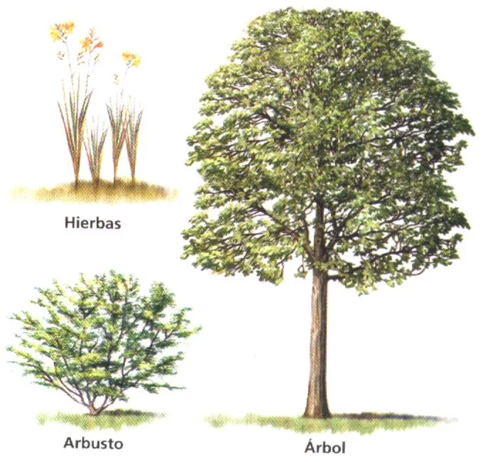 El Árbol del Saber : ÁRBOLES, ARBUSTOS Y HIERBAS