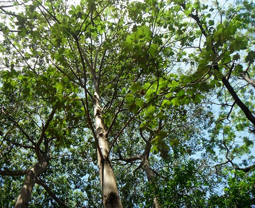 El árbol El árbol