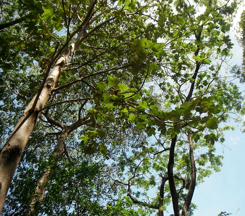El árbol El árbol