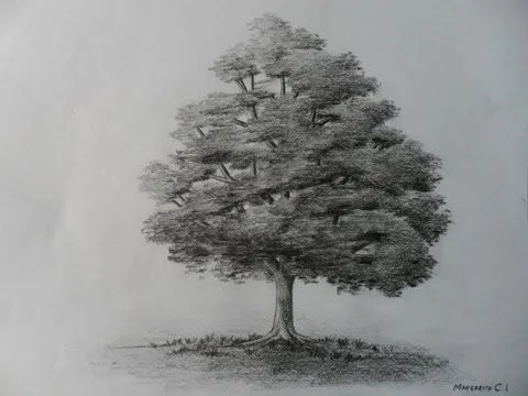 Árbol al carboncillo, cómo dibujar árboles HD Árbol al carboncillo, cómo dibujar árboles HD