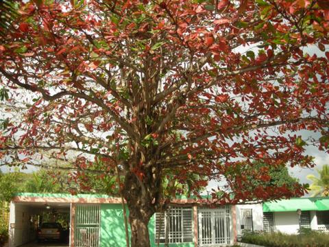 Árbol de Carmiña. | Alenarte