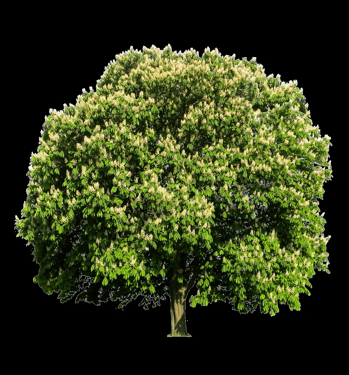 Arbol de Castaño PNG transparente - StickPNG Arbol de Castaño PNG transparente - StickPNG