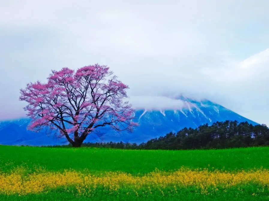 Arbol de cerezas junto a las cordilleras de marfil y nácar | Banco ... Arbol de cerezas junto a las cordilleras de marfil y nácar | Banco ...