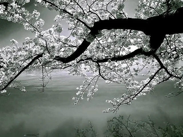 Arbol de cerezo | Flickr - Photo Sharing!