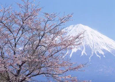 Árbol de cerezo (sakura) florecido