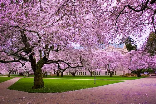 Arbol japones cerezo - Imagui