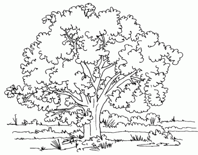  ... Árbol. Dibujo para colorear de Árbol. Dibujos infantiles de Árboles
