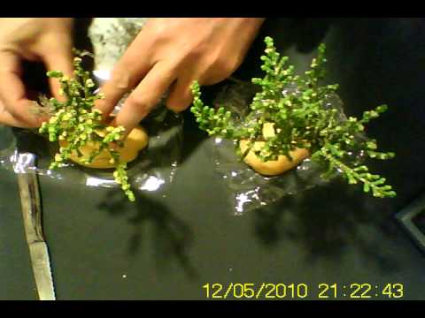 ARBOL ENANO PARA BELEN.TREE FOR NATIVITIES.AVI - YouTube