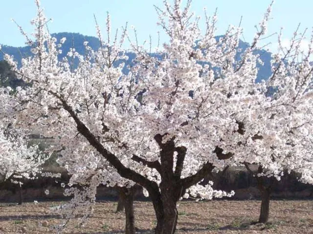 Árbol en flor | fotos de Naturaleza