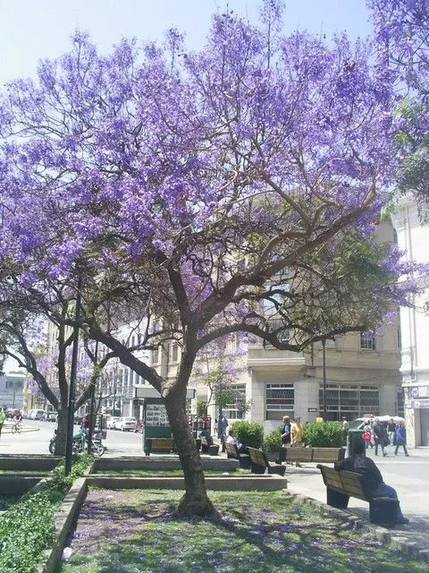 Árboles con flores moradas - Imagui