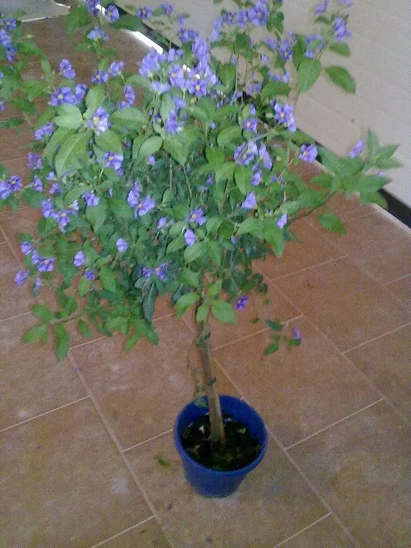 arbol flores moradas | Cuidar de tus plantas es facilisimo.com arbol flores moradas | Cuidar de tus plantas es facilisimo.com