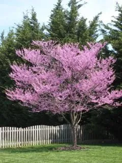 Árbol de flores moradas | Descargar Fotos gratis