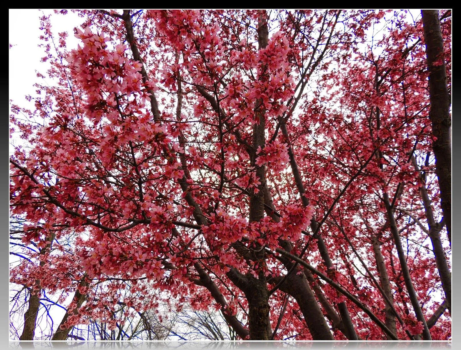 Árbol con flores rosas - Imagui