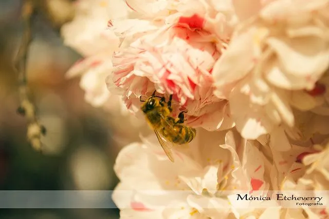 el árbol de las flores rosas y blancas | Flickr - Photo Sharing! el árbol de las flores rosas y blancas | Flickr - Photo Sharing!