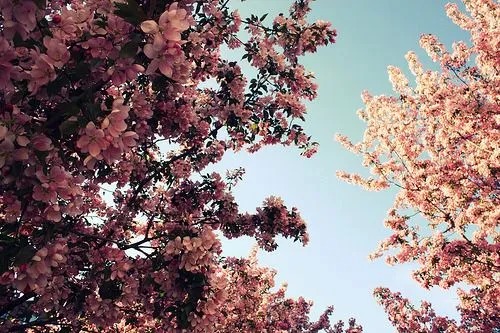 arbol con flores | Tumblr