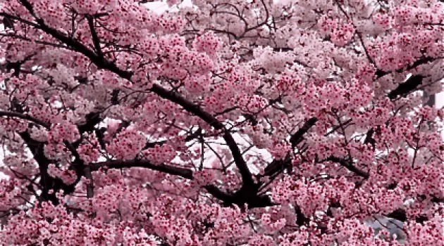 El árbol, el fruto y la cocina – El cerezo y las cerezas ... El árbol, el fruto y la cocina – El cerezo y las cerezas ...