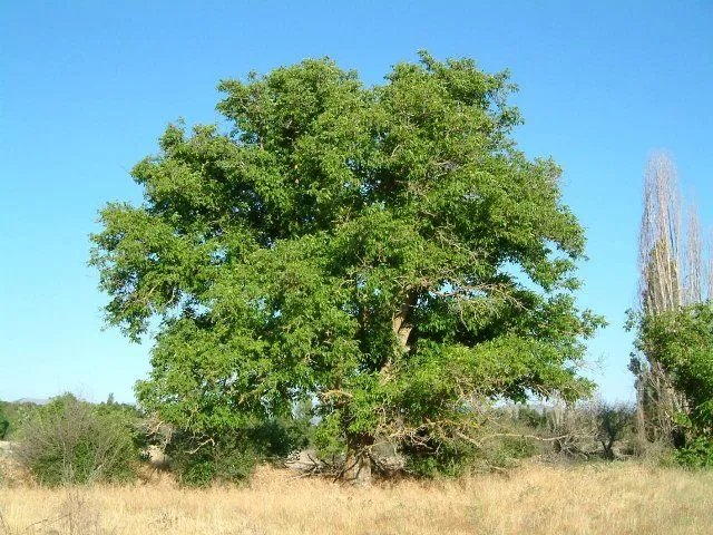 El árbol, el fruto y la cocina – El nogal y las nueces ...