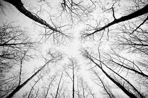 Dibujos de arboles tumblr - Imagui