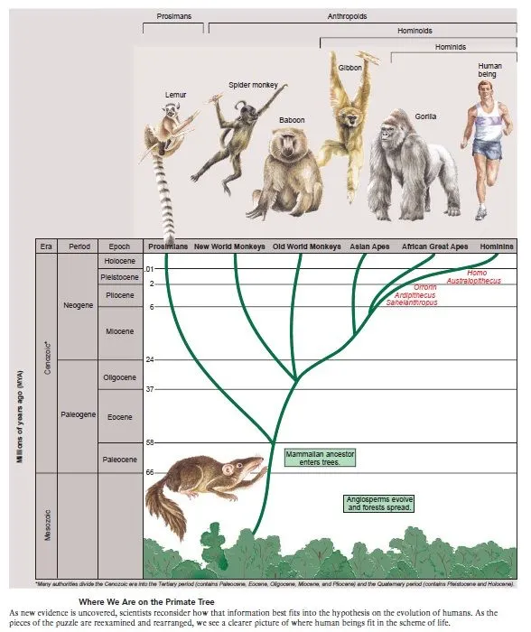 Arbol genealogico humano - Imagui