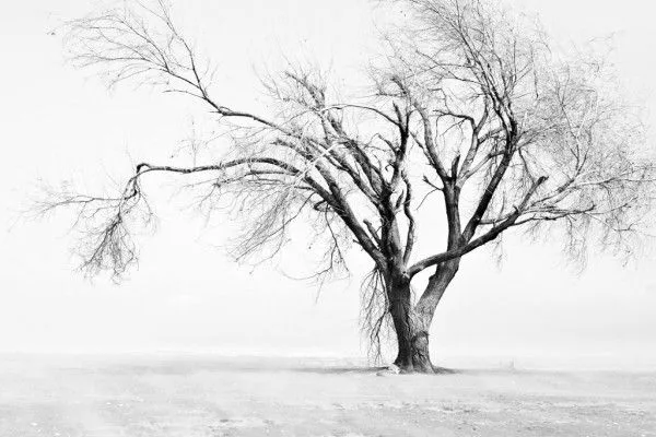 Árbol sin hojas, en blanco y negro (5439)