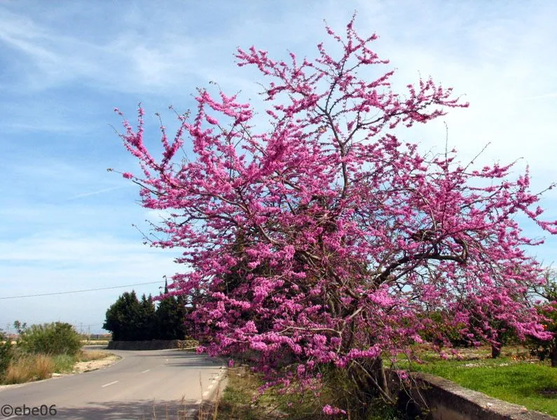 Arbol de hojas rosadas - Imagui