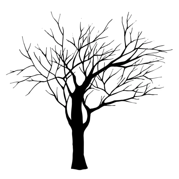 Árbol sin hojas — Vector stock © DinaL #58279755