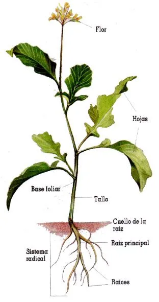 La planta y sus partes - Imagui