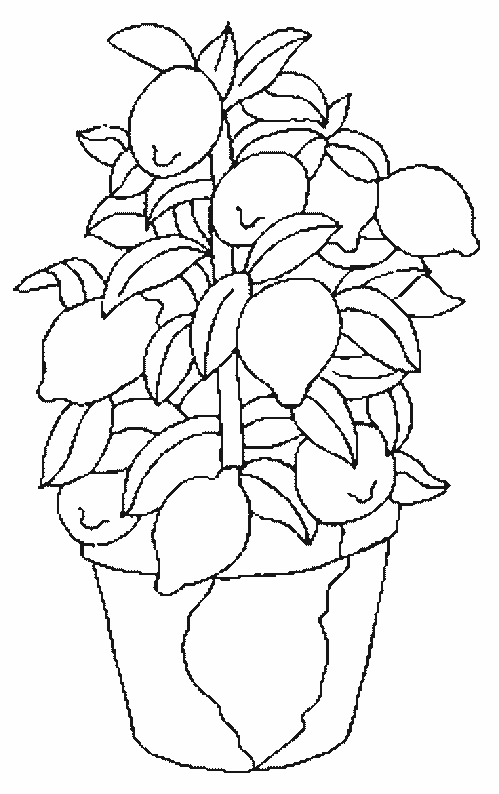 Arbol limonero para colorear - Imagui