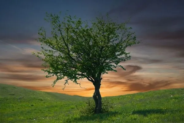 ... un àrbol en 3 minutos en Photoshop | Recursos para Arte y Diseño ... un àrbol en 3 minutos en Photoshop | Recursos para Arte y Diseño