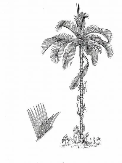 Free coloring pages of palma de cera de colombia Free coloring pages of palma de cera de colombia