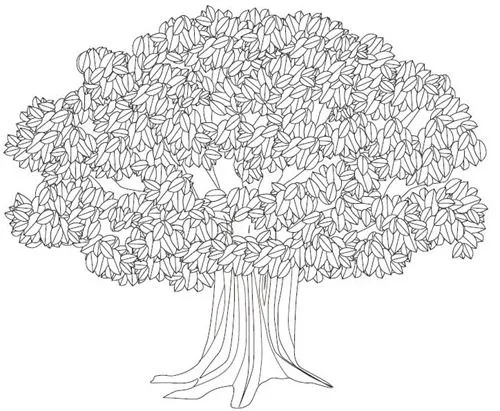 Arbol nacional para colorear - Imagui