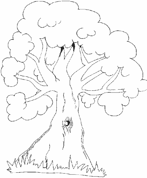 Arbol nacional para colorear - Imagui