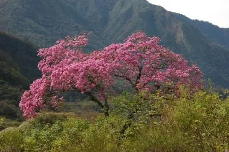 arbol nacional flor nacional biografia de proceres salvadorenos ...