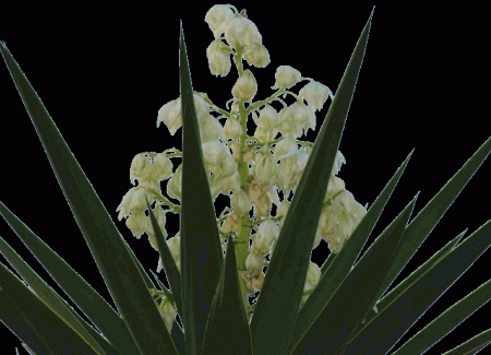 arbol nacional flor nacional biografia de proceres salvadorenos ...