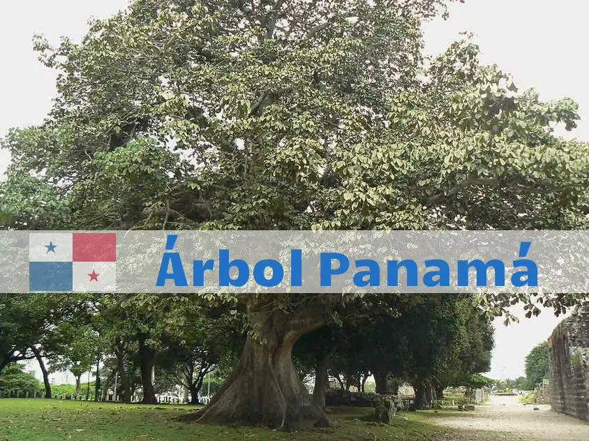 ▷ Árbol Nacional De Panamá - Sterculia Apetala