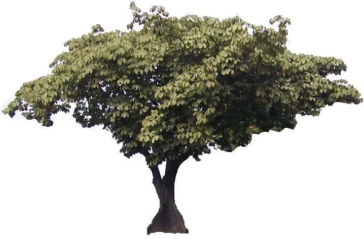 Árbol Nacional de Panamá: Sterculia apetala | Biota Panama