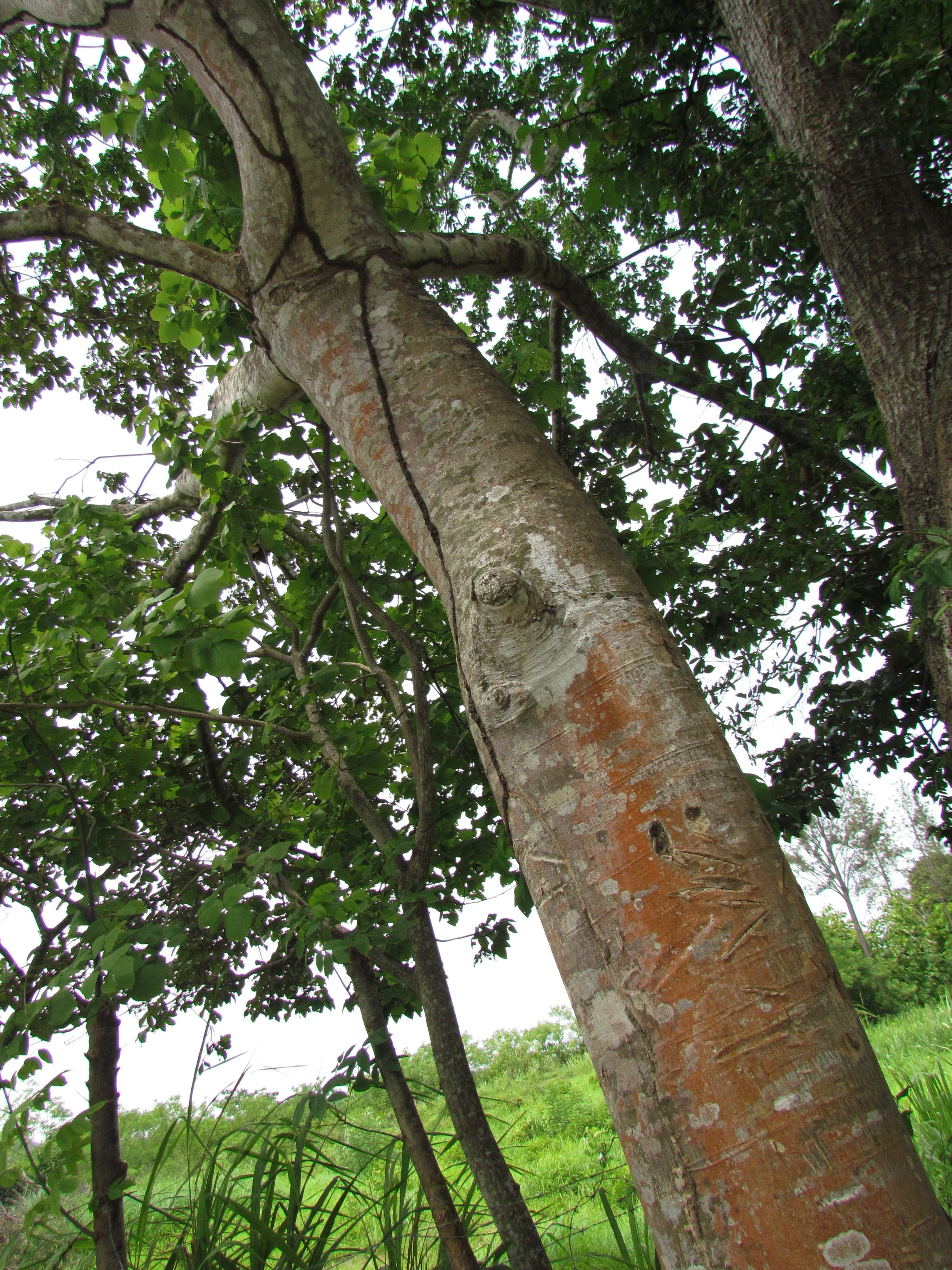 Árbol Nacional de Panamá: Sterculia apetala | Biota Panama