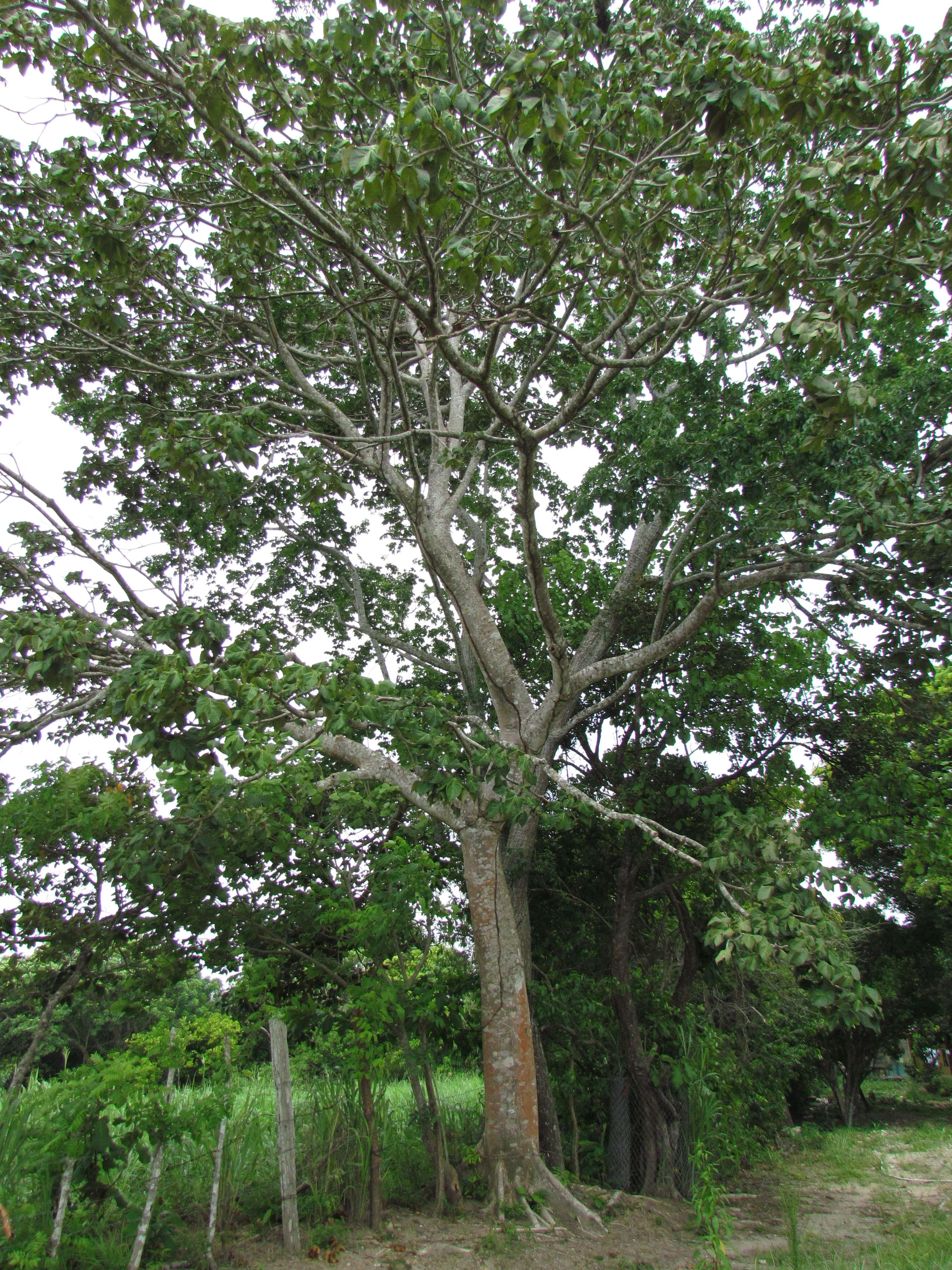 Árbol Nacional de Panamá: Sterculia apetala | Biota Panama