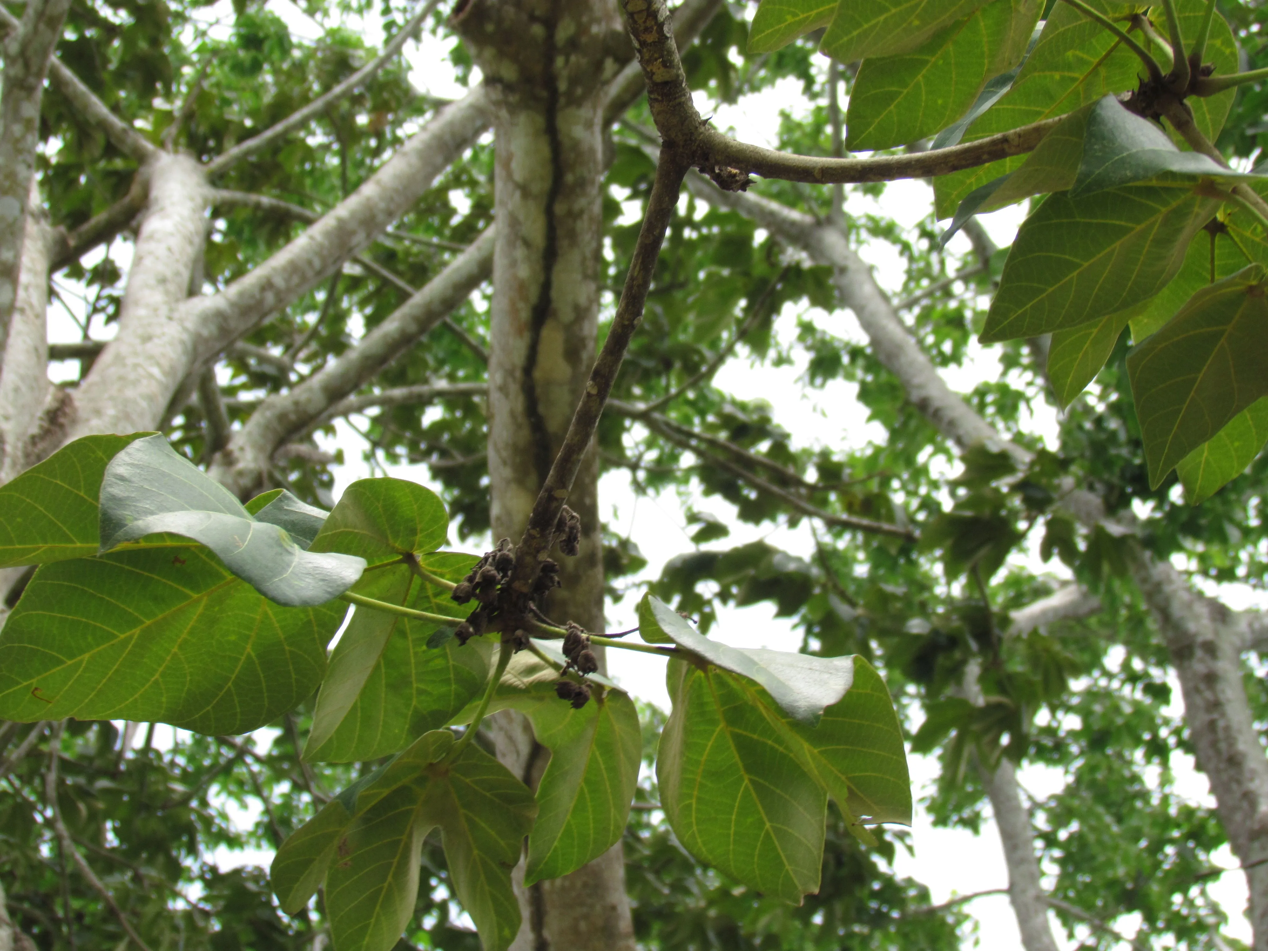 Árbol Nacional de Panamá: Sterculia apetala | Biota Panama