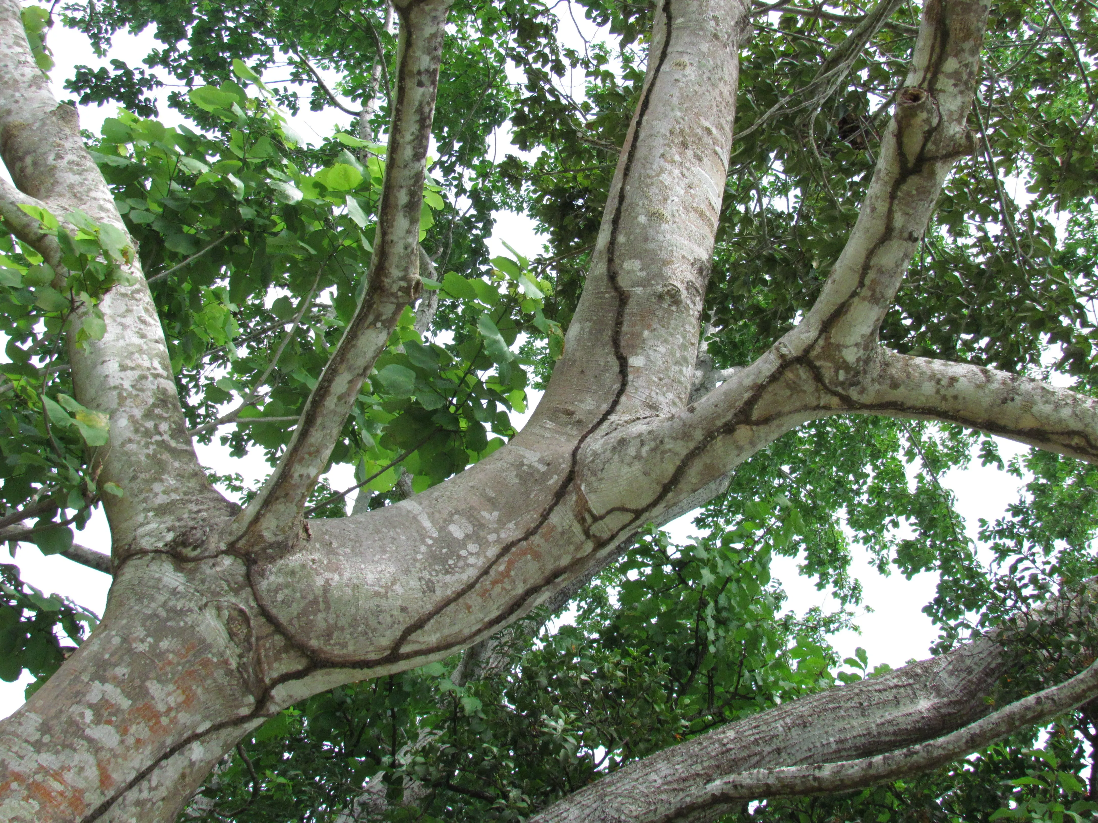 Árbol Nacional de Panamá: Sterculia apetala | Biota Panama