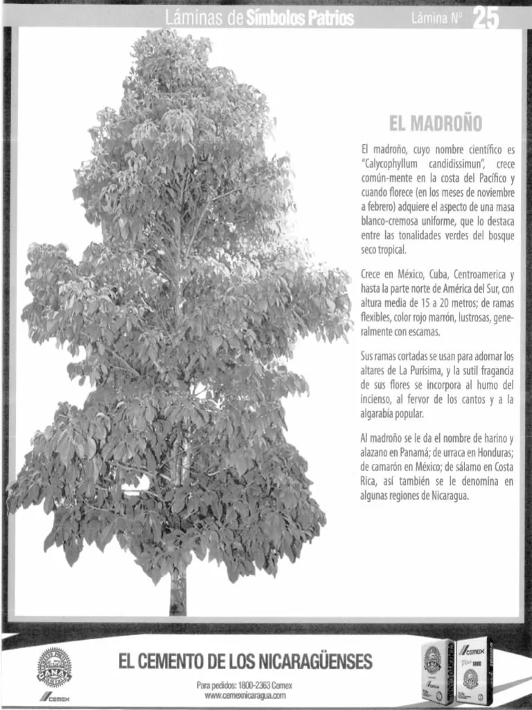 Arbol Nacional | PDF