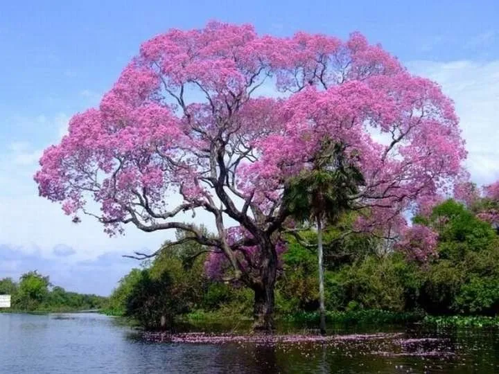 Arbol Nacional De El Salvador