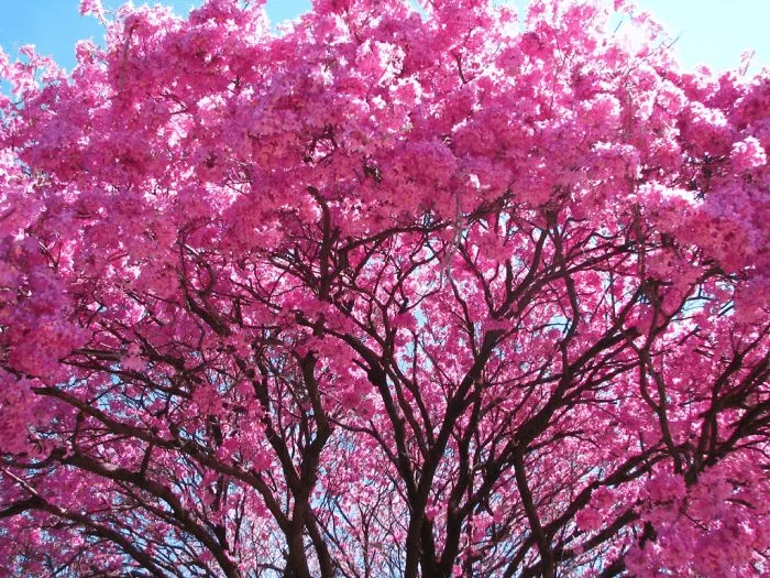 Arbol Nacional De El Salvador